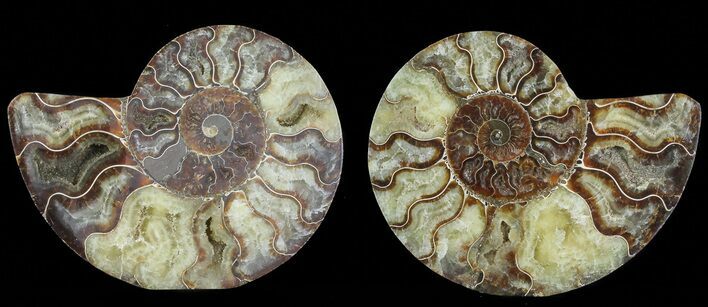 Cut & Polished Ammonite Fossil - Agatized #69025